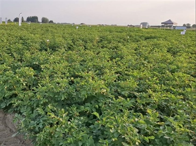 Opbrengsten seizoen 2025