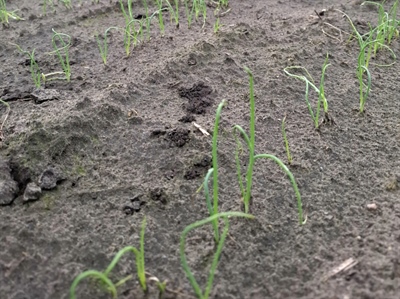 Zaai winteruien goed verlopen