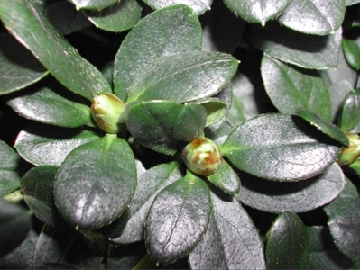 Nieuw Phytophthora-fungicide voor de sierteelt