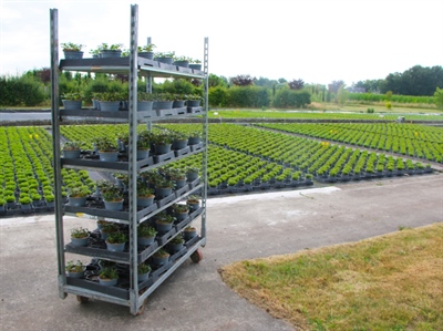 Samen naar een sterke sierteeltlogistiek