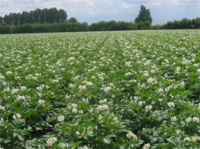 Vacature: onderzoeker aardappelen