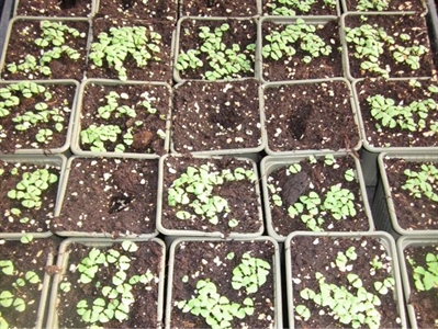 Biologische potgrond kopen? Doe mee met onze samenaankoop!