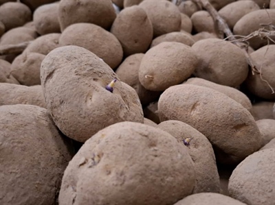 Kieming nu algemeen aanwezig!