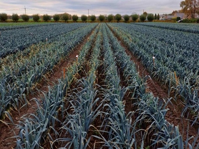 Onderzoek naar duurzame beheersing van ziekten in prei blijft agendapunt
