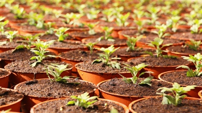 Jaarverslagen Praktijkonderzoek Sierteelt