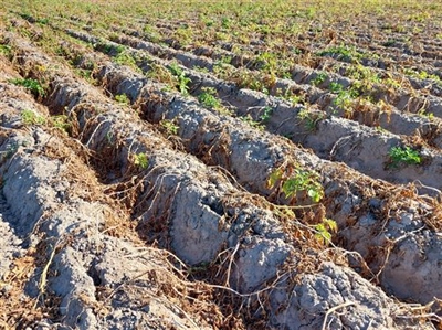 Proefrooiing Sinora - 1 september 2023