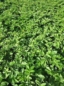 Praktijkpercelen Challenger en Innovator - 7 aug