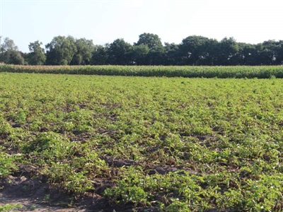 Loofdoding in zicht?