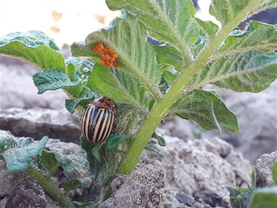 De coloradokever is er weer