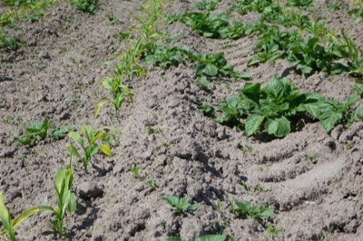 Bestrijd aardappelopslag in andere teelten