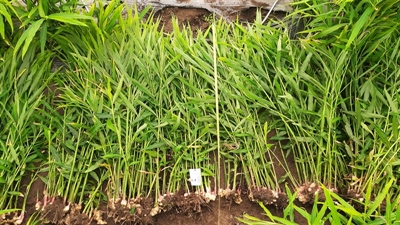 Introductie en consumentenonderzoek van lokaal geteelde gember voor de korte keten