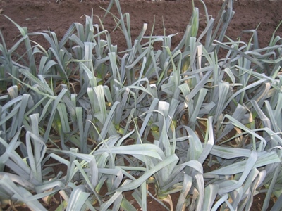 Vroege warmte zorgt voor start lentegroei