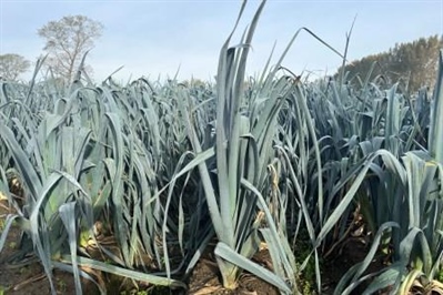 De productie in prei blijft maar toenemen!