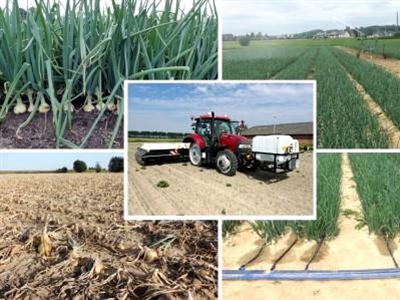 Presentaties studienamiddag 'Uien telen in een veranderend klimaat' 2024