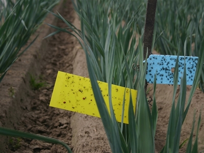 Bezoekersgids proefveldbezoek prei 2023