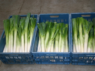 Bezoekersgids proefveldbezoek openluchtteelten 2023