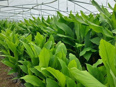 Information on cultivation of turmeric