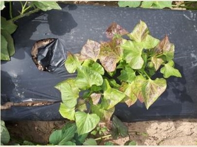 Infofiches: Fytosanitair risico van nieuwe gewassen