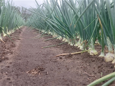 Bezoekersgids Uiendag demoplatform Sint-Baafs-Vijve 2022