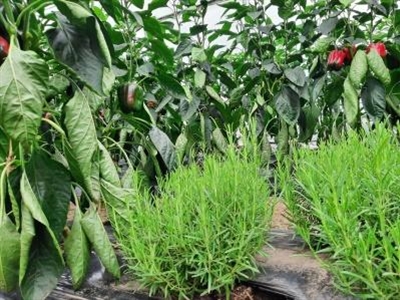 Zero-fyto bladluisbeheersing in paprika: nuttigen effectiever dan intercropping met rozemarijn