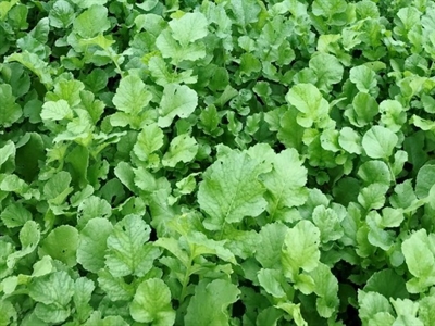 Poster groenbedekkers: effect op Meloidogyne chitwoodi en Pratylenchus penetrans