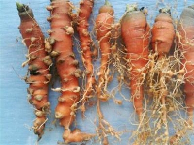 Poster Meloidogyne chitwoodi in de groenteteelt