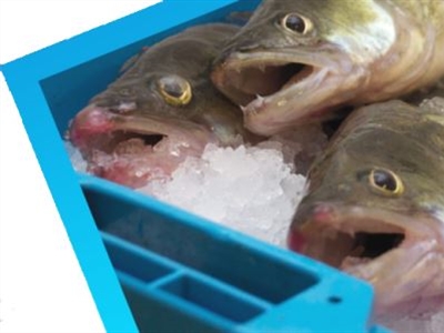 Video: Team Europa, Slimmer Europa: Smart aquaponics