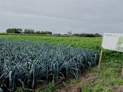 De aanpak van aaltjes is perceelsspecifiek