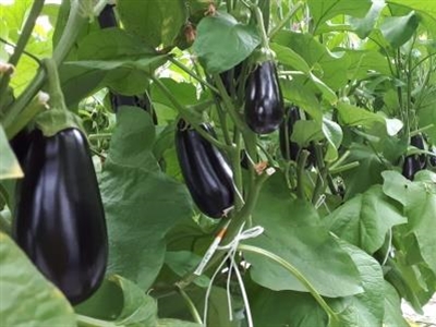 Video: Aquaponics met aubergines en omegabaars
