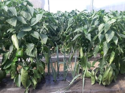 Rapport: Validatie Zero-Fyto methodes voor de bescherming van paprika tegen bladluis 2020