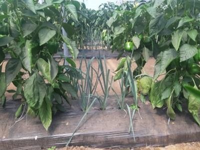 Une culture intercalaire de poireaux peut protéger les poivrons contre les pucerons