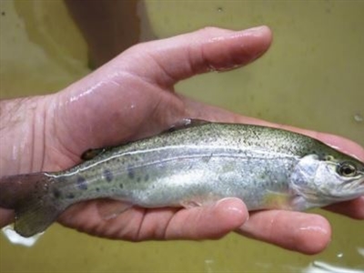 Poster SMART AQUAPONICS