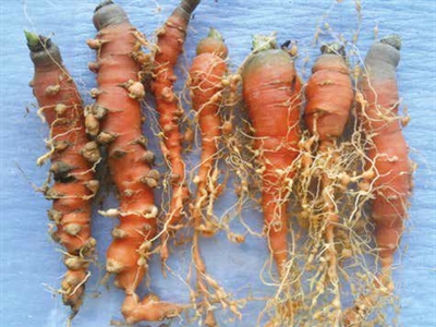 Poster groenbedekkers: het effect op Meloidogyne chitwoodi en Pratylenchus penetrans