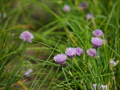 Kruidenkalender en kruidenwijzer