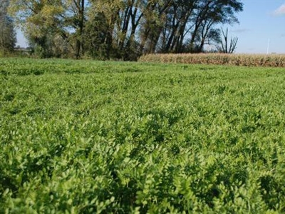 Groenbedekkers: belangrijk voor een goed nitraatresidu!