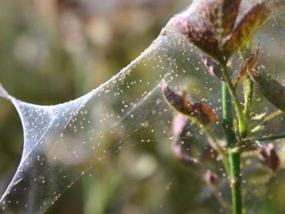 Cursus: Herkennen van  plagen en nuttigen