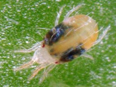 Cursus: Omschakeling biologisch beschutte teelten