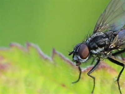 Infofiche: koolvlieg (Delia radicum)