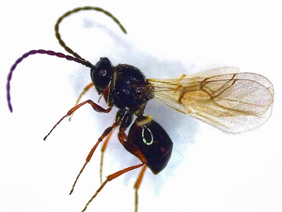 Infofiche: sluipwesp (Trybliographa rapae)