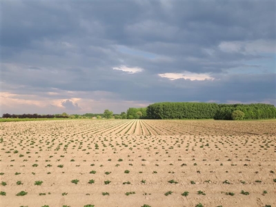 Potermaat en plantafstanden: waar hou ik rekening mee?