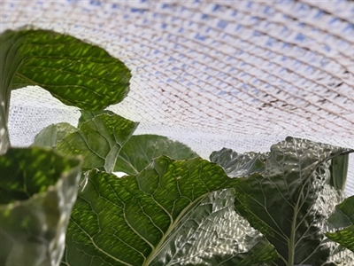 Duurzame beheersing van koolvlieg