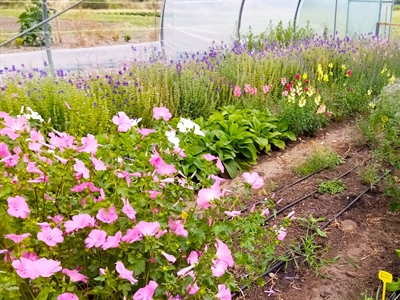 Teeltkalender Biobloemen