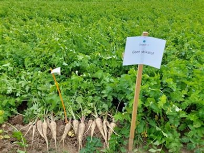 Stikstofbemesting in pastinaak onder de loep