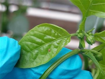 Plaagwaarnemingen in biologische groenteteelt in tunnel