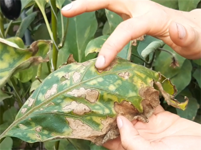Hoe herken je Verticillium bladsymptomen bij aubergines