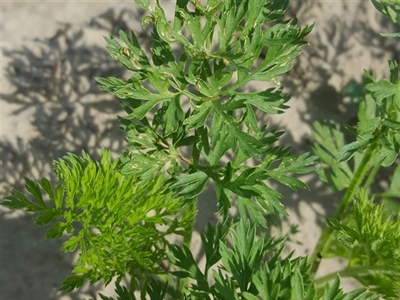 Rapport Onkruidbestrijding industrieteelt wortelen 2023