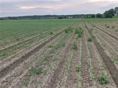 Zaaiuien benen achterstand bij