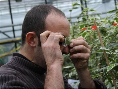 Veldgids nuttige insecten & roofmijten: ontwikkeling & kenmerken