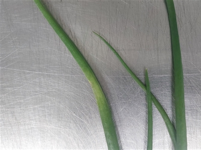 Valse meeldauw: geduchte vijand in uien