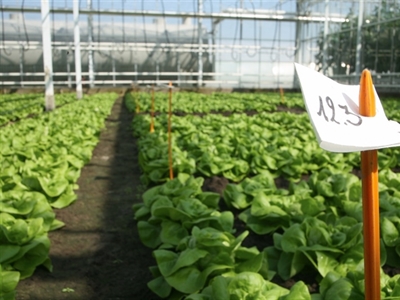 Infofiche 'Ergonomie in de slateelt (grondteelt)'